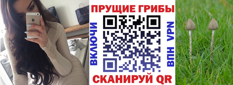 Псилоцибиновые грибы мухоморы  Курчалой 